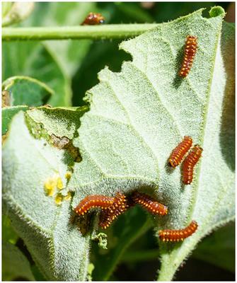 Climate change-related warming-induced shifts in leaf chemical traits favor nutrition of the specialist herbivore Battus polydamas archidamas